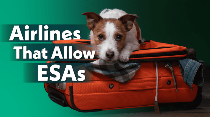 Best Dog Friendly Airlines