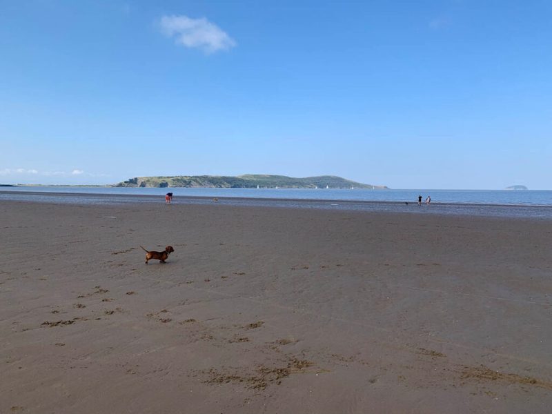 Best Dog Friendly Beaches Norfolk