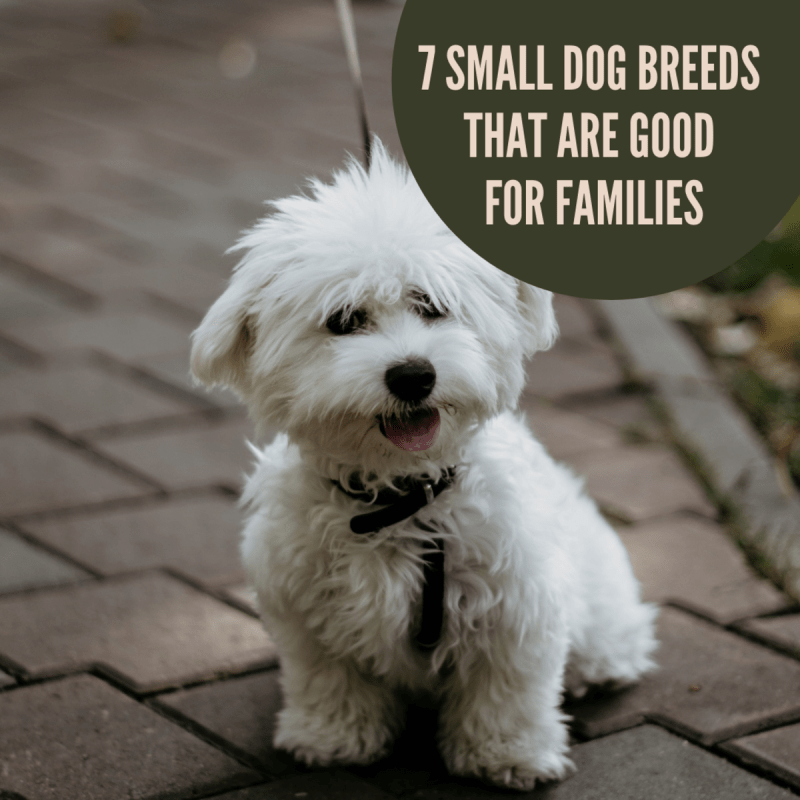 Best Dog Friendly Breeds