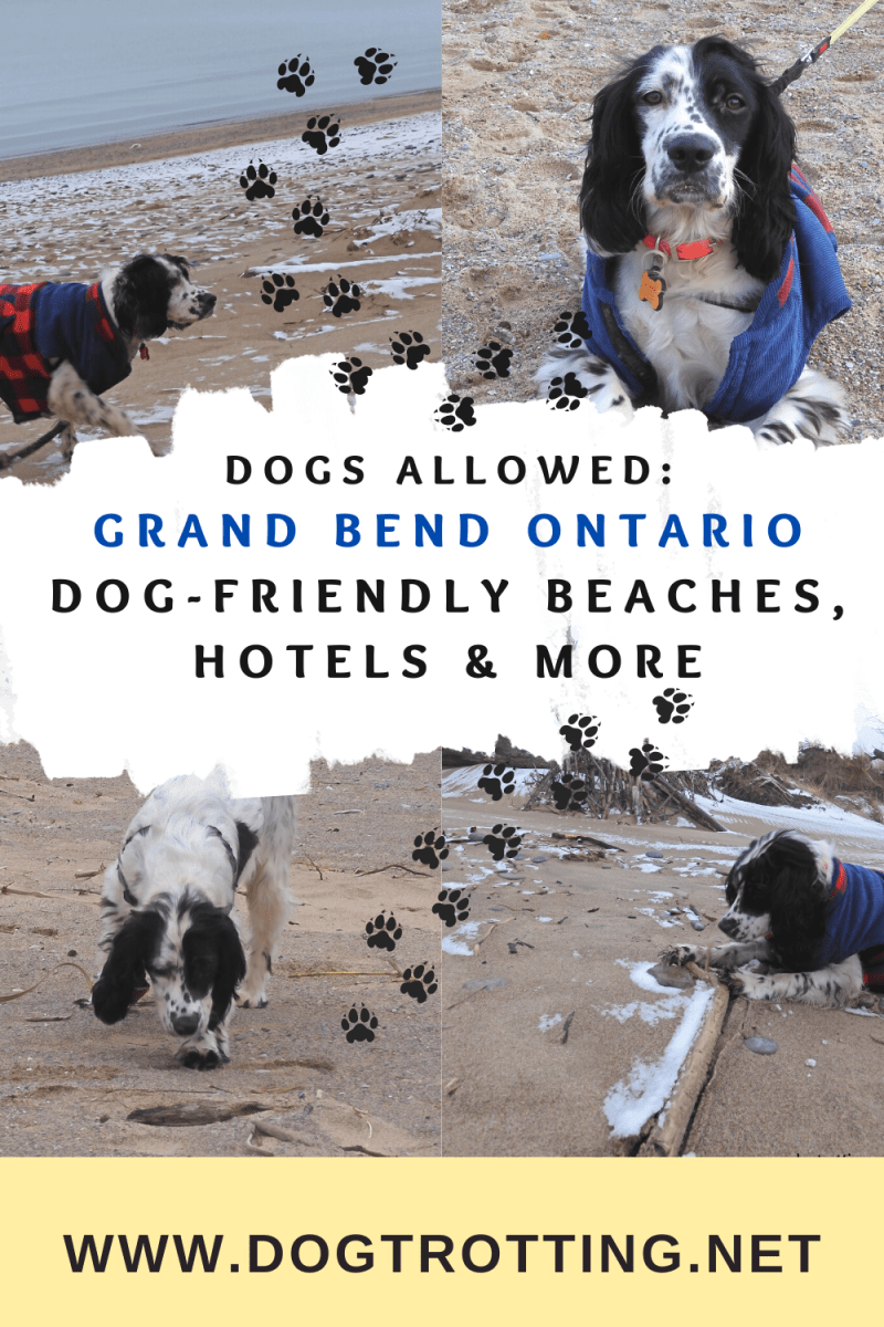 Best Dog-friendly Camping Ontario