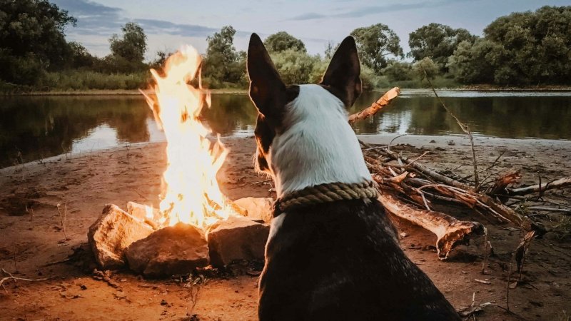 Best Dog Friendly Camping Victoria