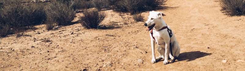 Best Dog Friendly Hikes Joshua Tree