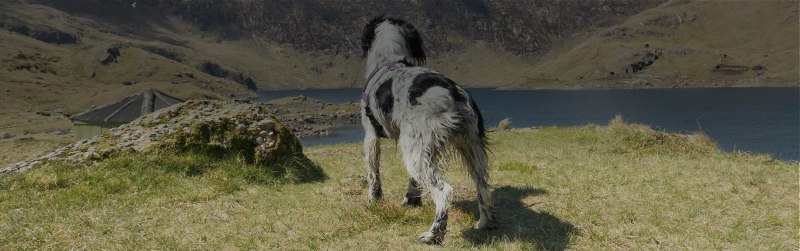 Best Dog Friendly Holidays Wales