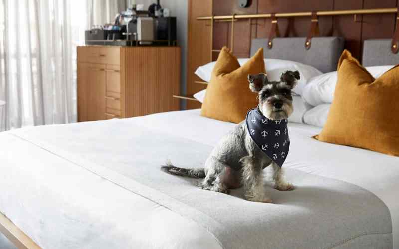 Best Dog Friendly Hotel Chains