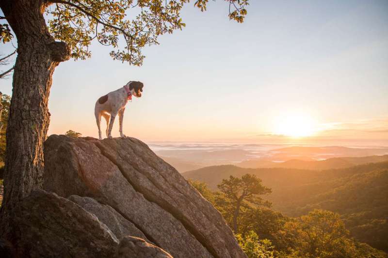 Best Dog Friendly National Parks