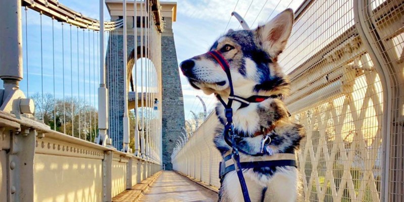 Best Dog Friendly Vacation Spots In New England