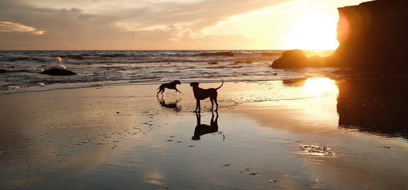 Best Dog Friendly Vacations California