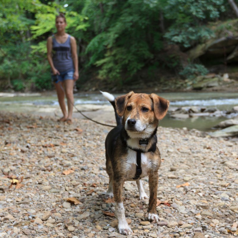 Best Dog Friendly Vacations Ohio