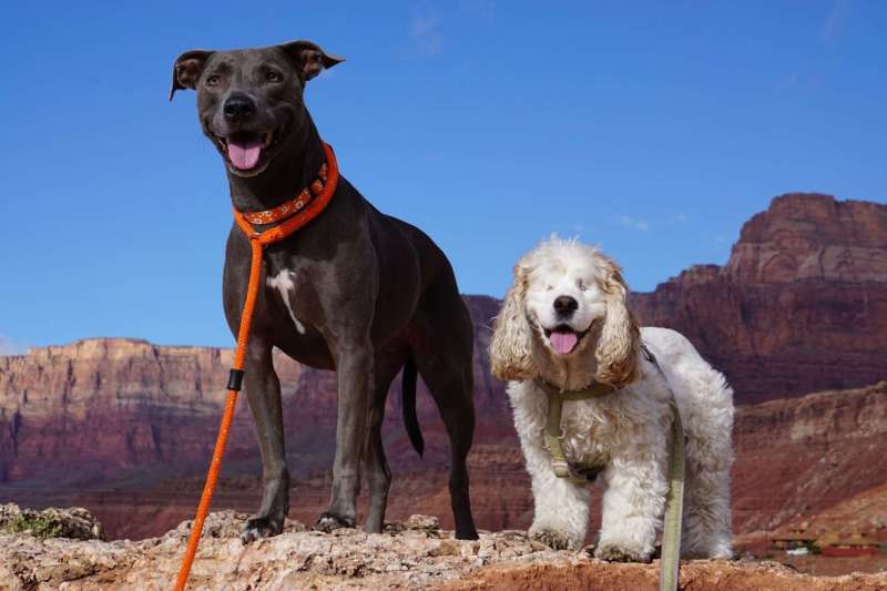 Best Dog Friendly Vacations West Coast