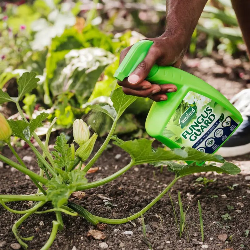 Best Dog Friendly Weed Killer Uk