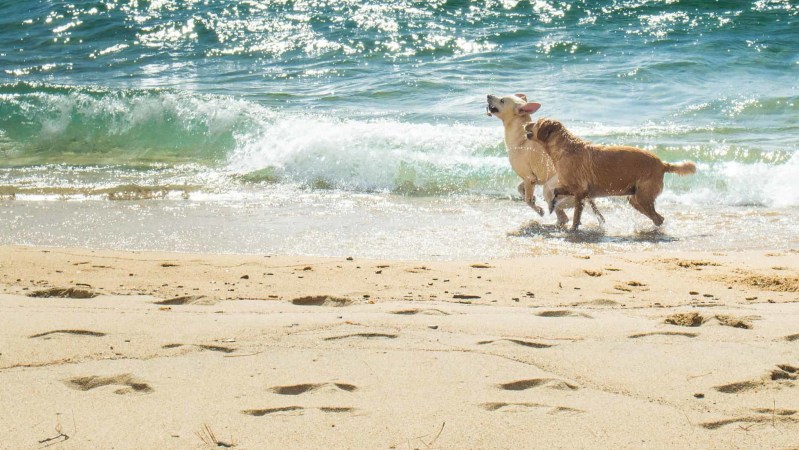 Best Dog Vacations West Coast