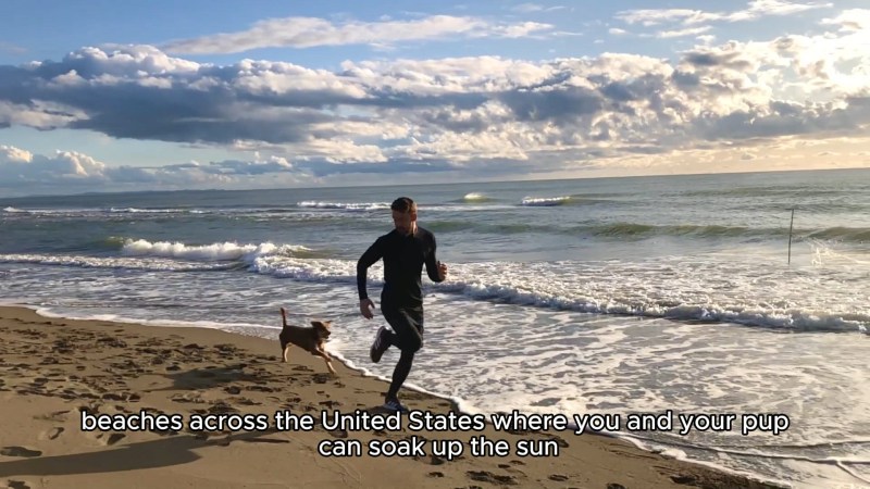 Best Vacations With Dogs In California