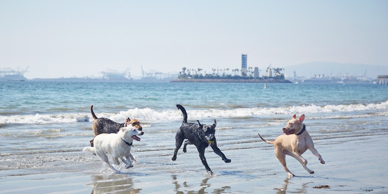 Day Trips With Dogs Southern California