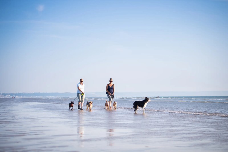 Dog Friendly Holidays Devon