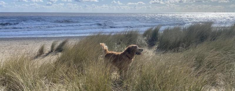 Dog Friendly Holidays Hemsby