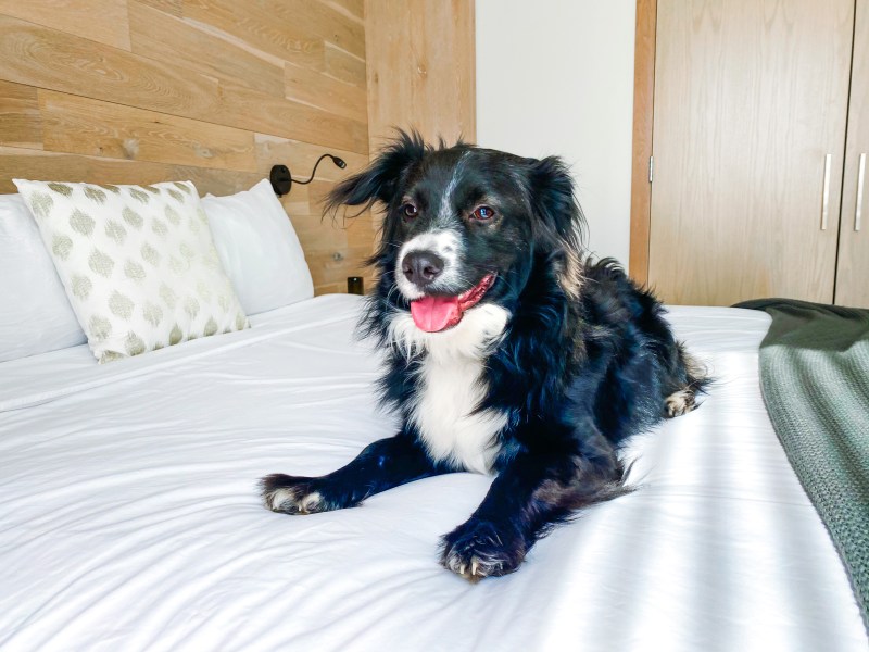 Dog Friendly Hotels East Yorkshire