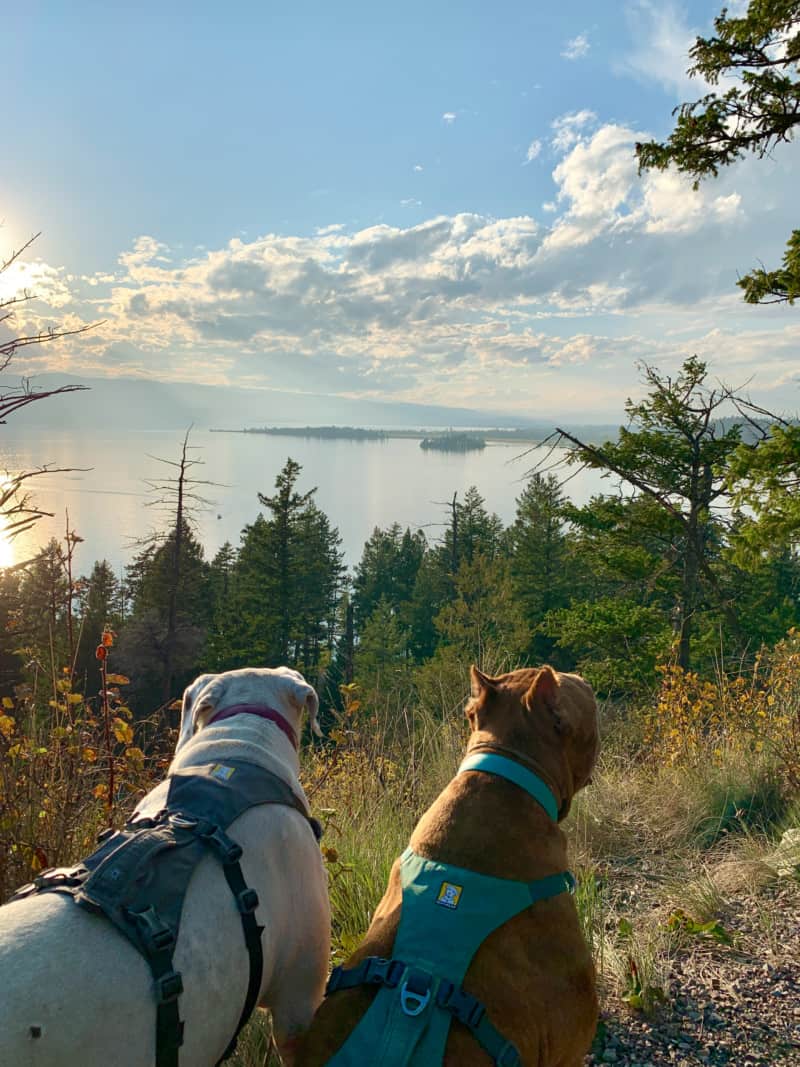 Dog Friendly Lodging Near Glacier National Park