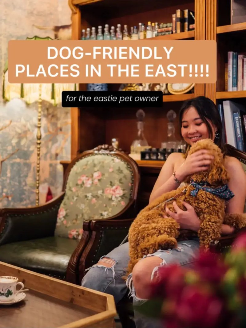 Dog Friendly Places To Go Near Me