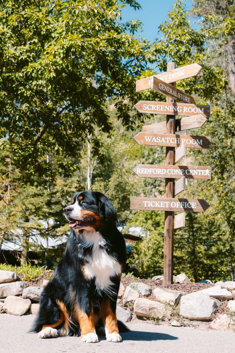 Dog Friendly Resorts Michigan