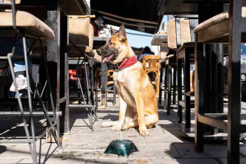 Dog Friendly Restaurants Near Me Inside