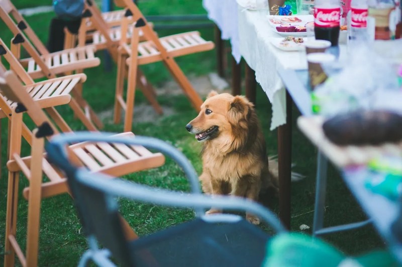 Dog Friendly Restaurants Near Me Outdoor