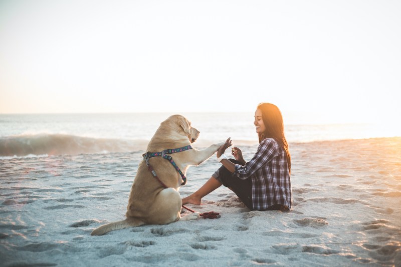 Dog Friendly Vacation Beach