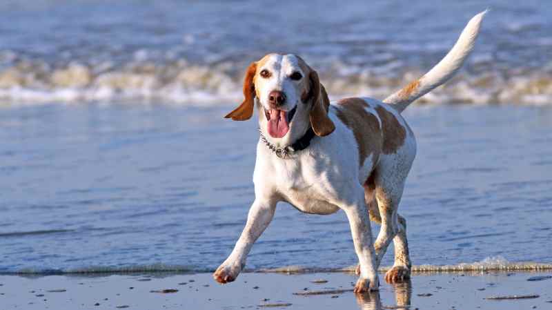 Dog Friendly Vacation Spots Near Me