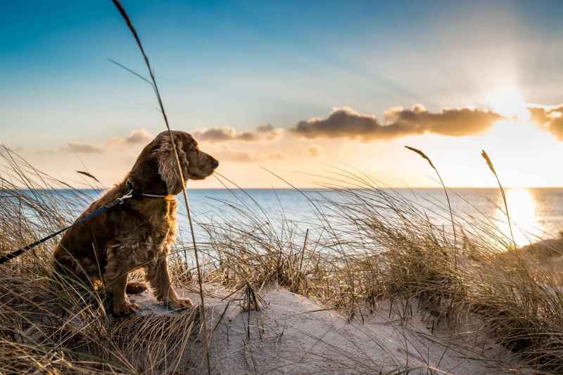 Dog Friendly Vacations In North Carolina