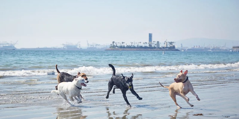 Dog Friendly Vacations Near Me All Inclusive