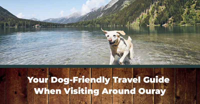 Dog Friendly Vacations Near Me For Couples