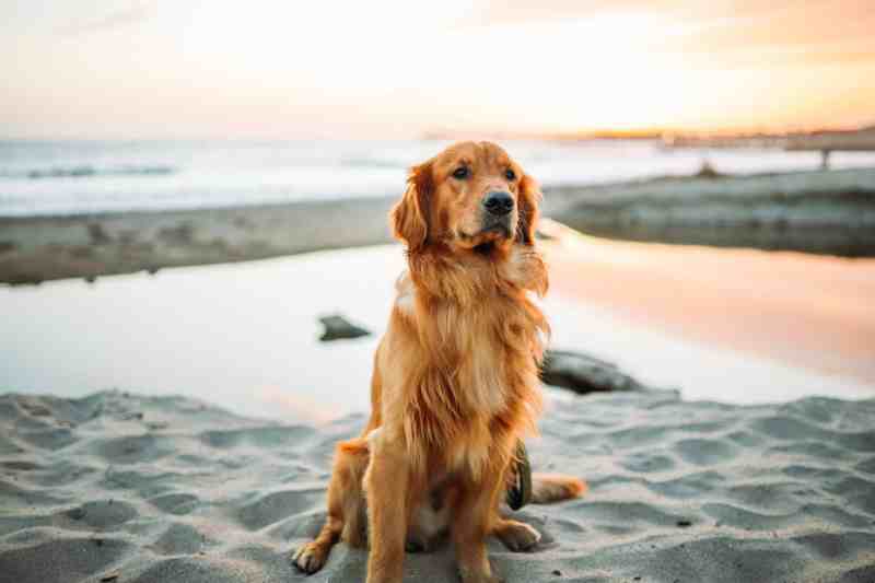 Dog Friendly Vacations Usa