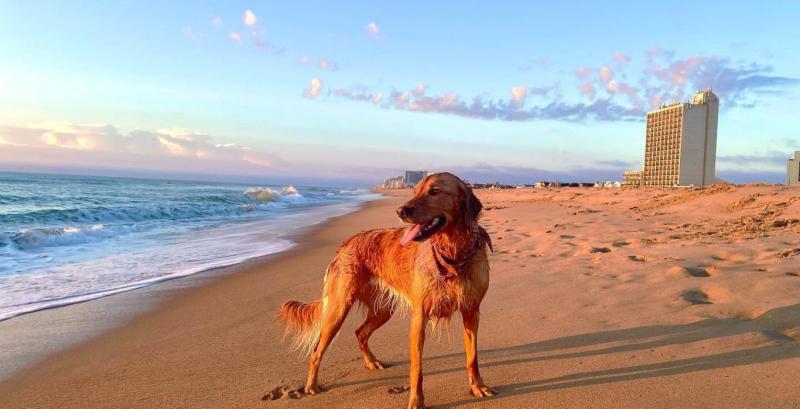 Great Vacations With Your Dog