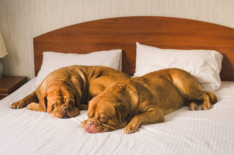 Places To Stay Near Me Dog Friendly