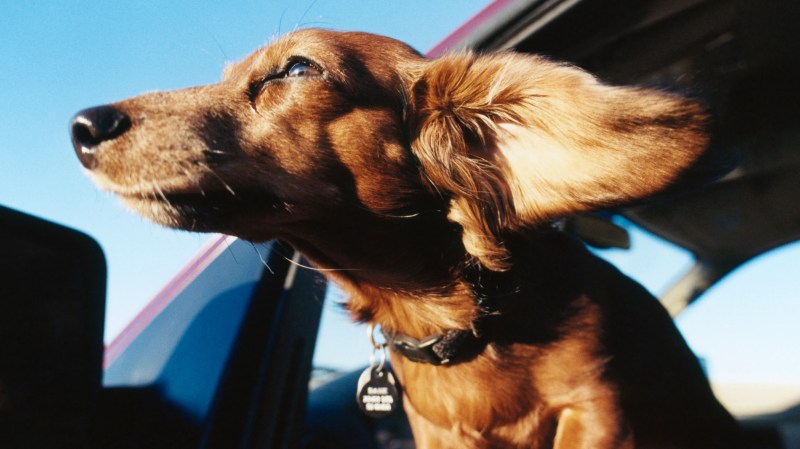 Vacation Dog Leash Scene