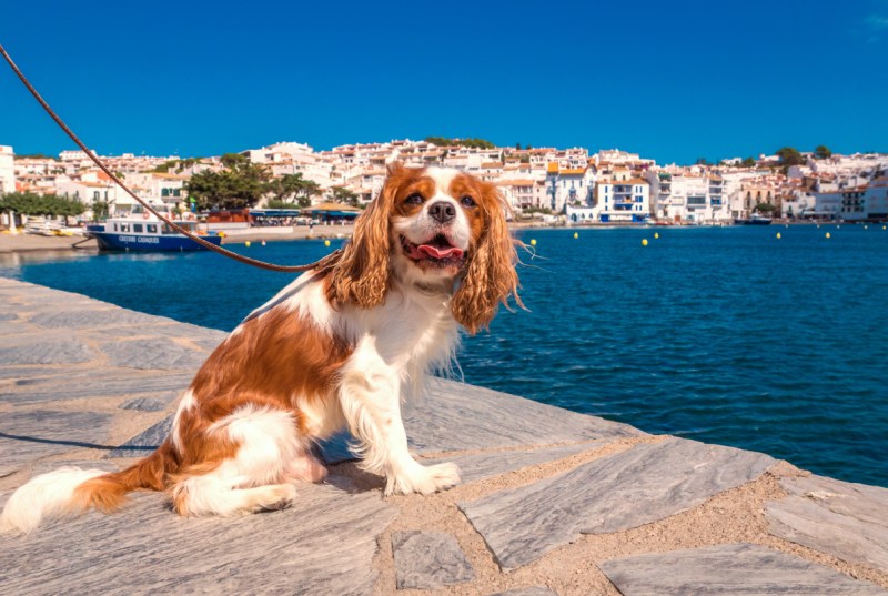 Vacations To Take With Your Dog