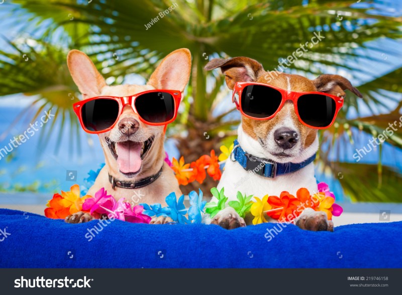 Beach Vacations With Dogs