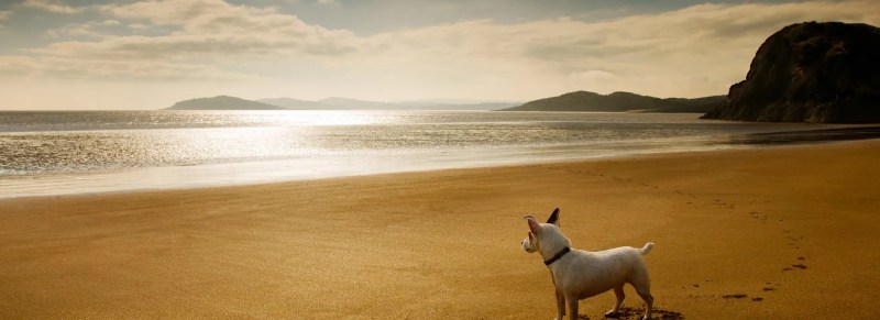 Beaches That Are Dog Friendly Near Me