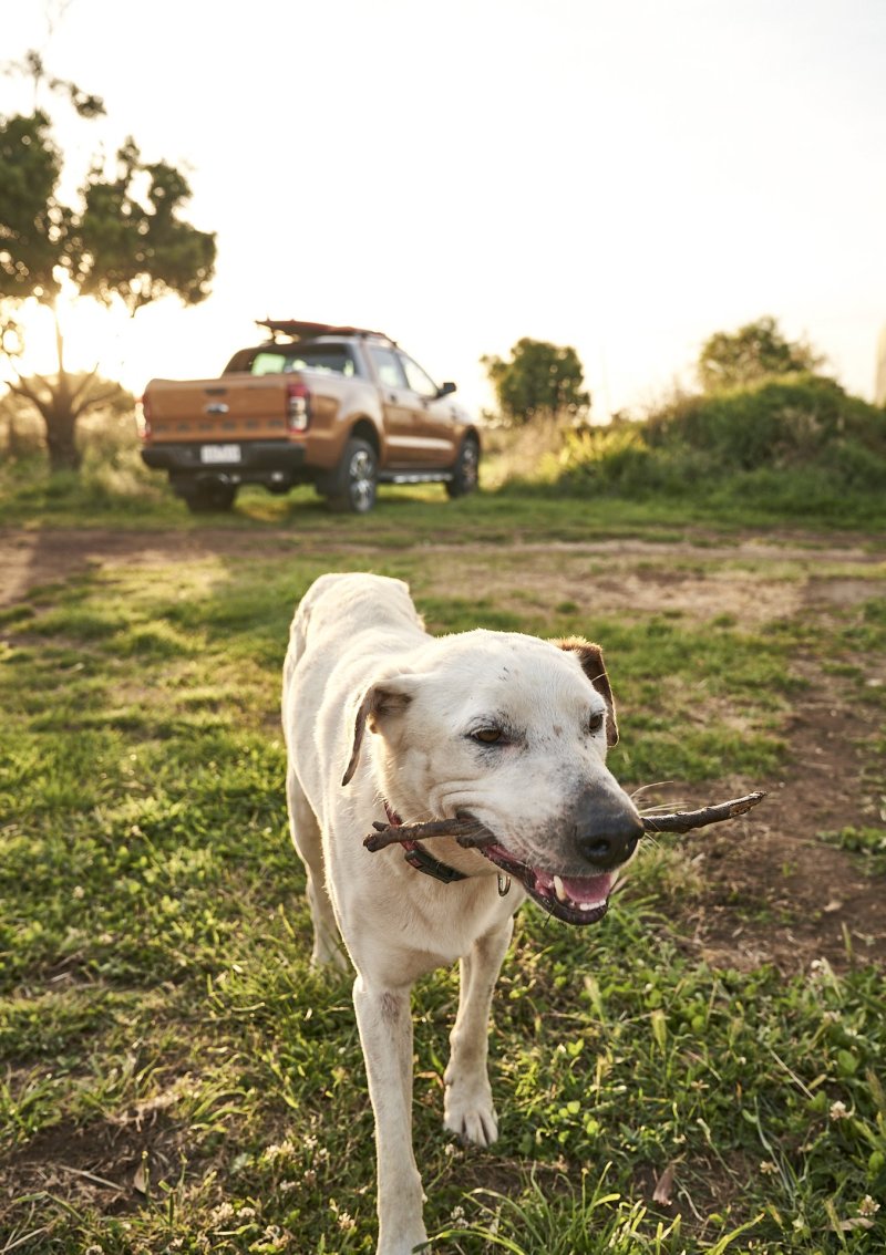 Best Dog Friendly Accommodation Victoria