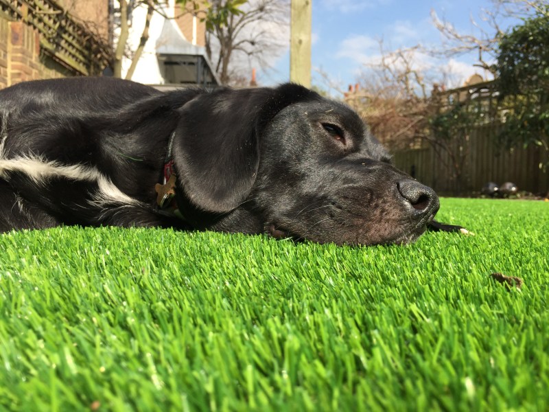 Best Dog Friendly Artificial Grass