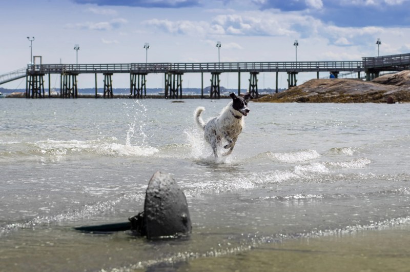 Best Dog Friendly Beach Vacations East Coast