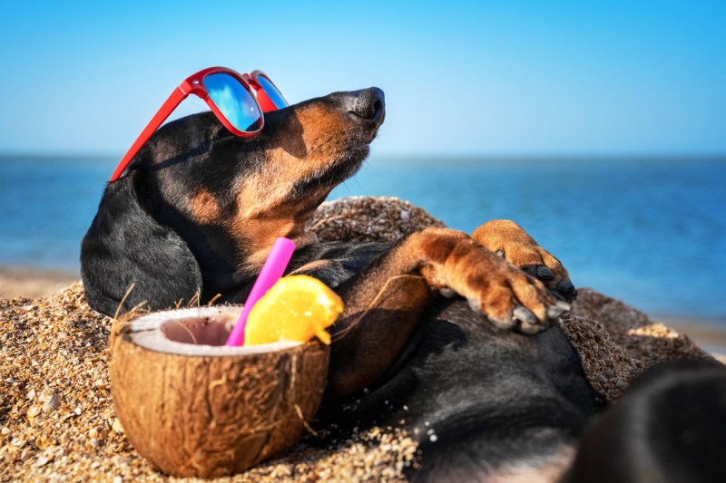 Best Dog Friendly Beaches Cornwall