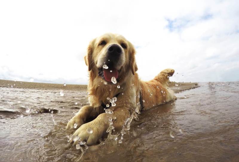 Best Dog Friendly Beaches Dorset