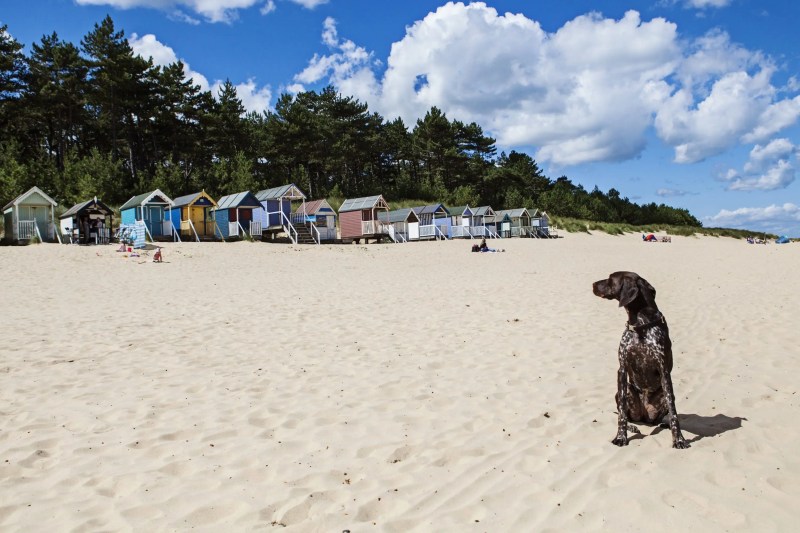 Best Dog Friendly Beaches In Us