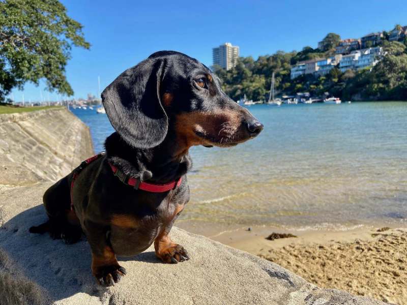 Best Dog Friendly Beaches Victoria