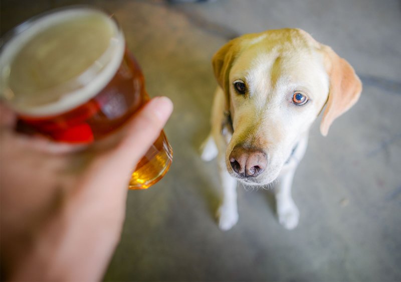 Best Dog Friendly Breweries Denver