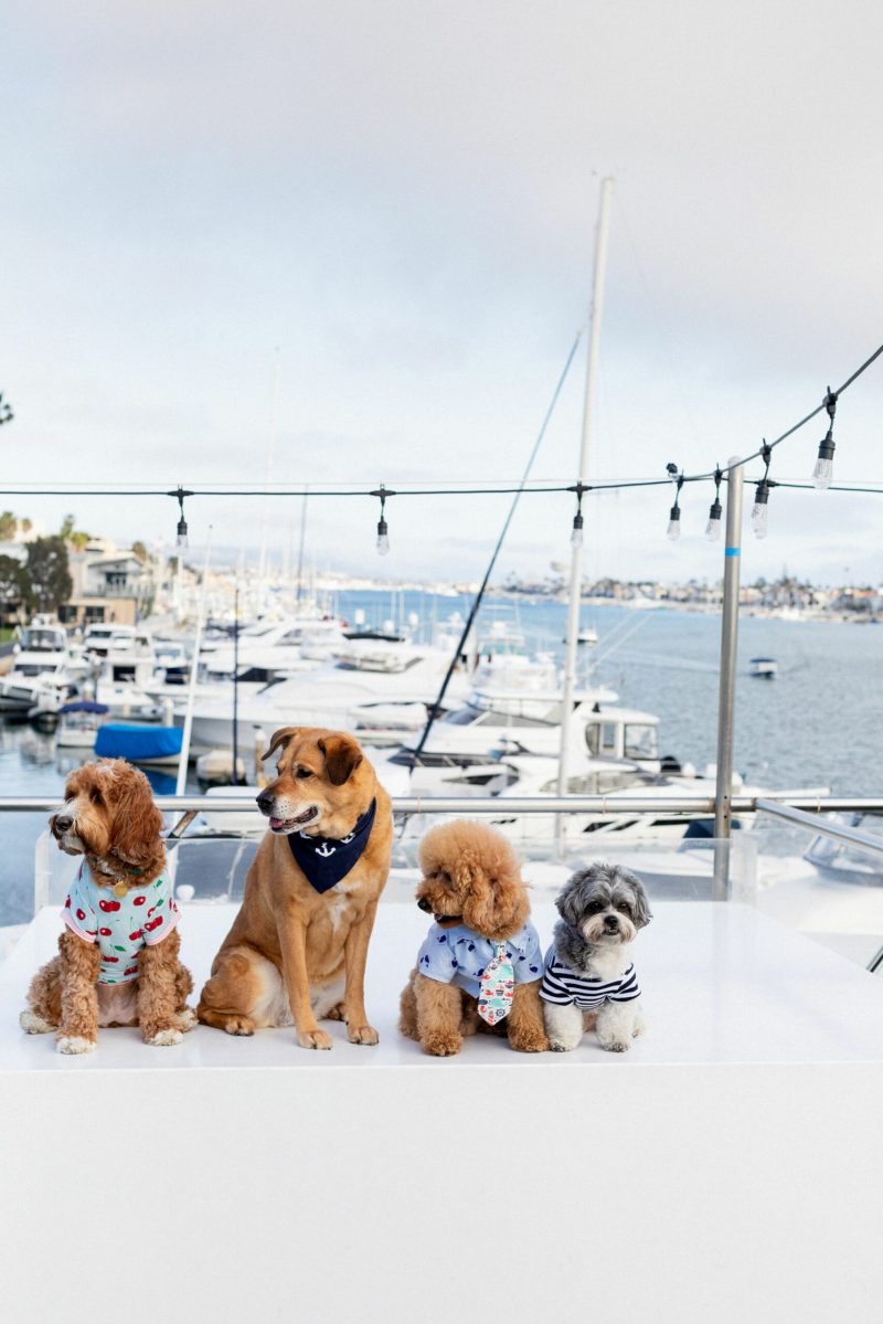 Best Dog Friendly Cities