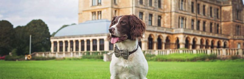 Best Dog Friendly Destinations Uk