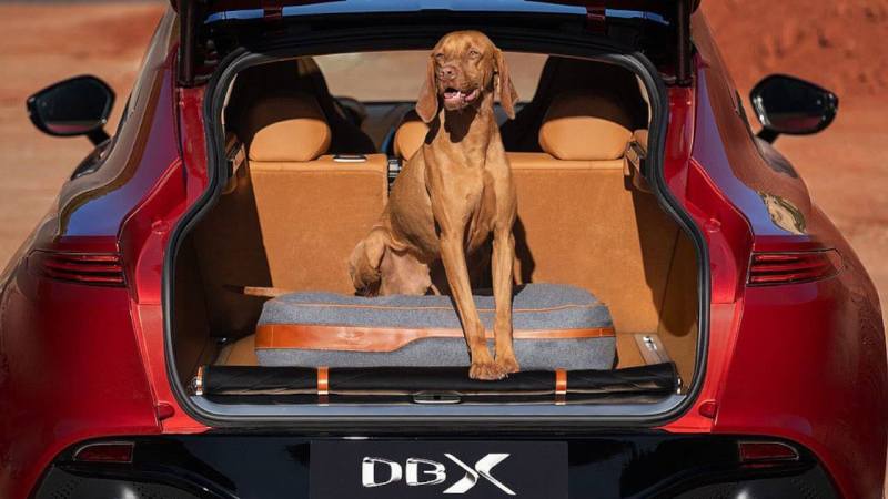 Best Dog Friendly Electric Cars