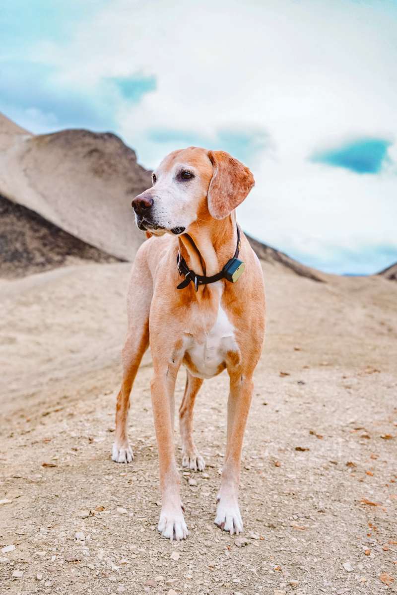 Best Dog Friendly Hikes Los Angeles