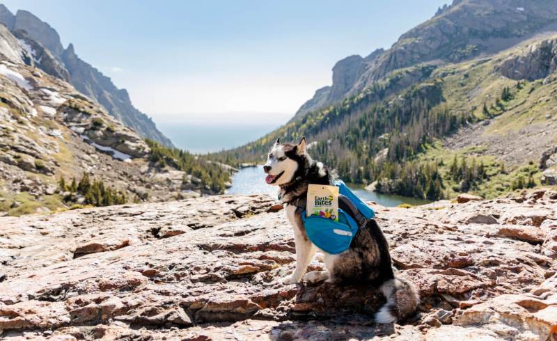 Best Dog Friendly Hikes Near Denver